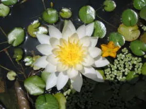 [Flowers・In Bloom] Echizen Town Fukui General Botanical Garden Plantopia Water Lily