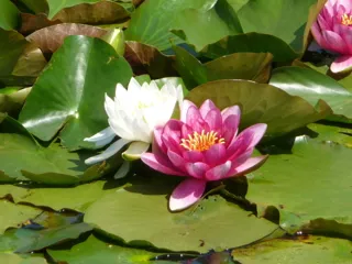 [Lotus in Full Bloom] Tokiwa Park's Water Lilies