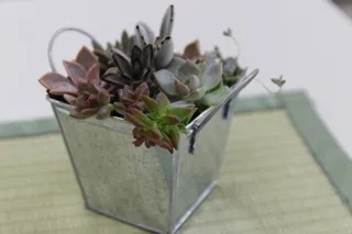Mountain Grass Potted Plant Class (November)