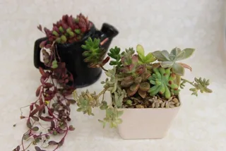Wildflower Arrangement Class (February)