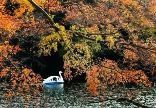 [Maple Leaves - Best Viewing] Lake Kamabukko