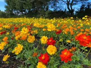 Yellow Cosmos 2025