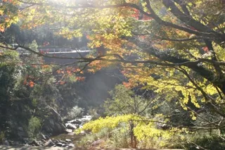 【紅葉・見ごろ】柏原渓谷