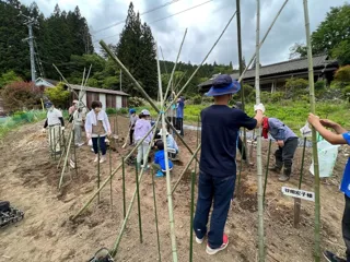 山菜の王様 自然薯オーナー募集