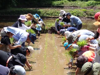 食育体験教室「田んぼでお米を作ろう」