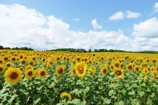 39th Hokuryu Town Sunflower Festival