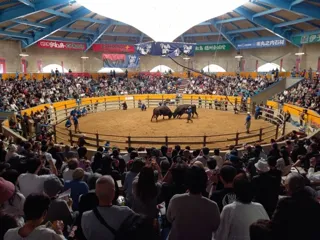 Regular Bullfighting Tournament - Autumn Session