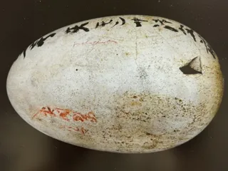 Museum & Gifu University Collaboration Special Exhibition 'Secrets of Bird Eggs -Bird Eggs-'