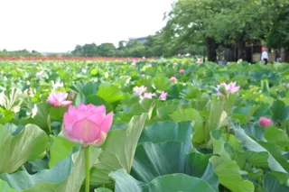 第46回高田城址公園観蓮会