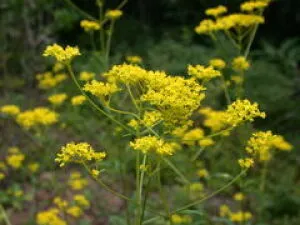 [Flowers and Peak Viewing] Echizen Town Fukui General Botanical Garden Plantopia Ominaeshi