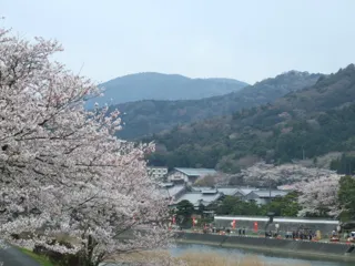 五十鈴川桜まつり