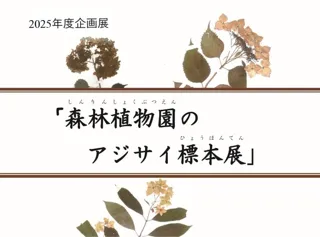 企画展「森林植物園のアジサイ標本展」