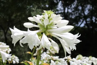 [Flowers in Bloom] Tamano Kanzashi at Togo Lake Hiyou Coastal Park Iris Pond