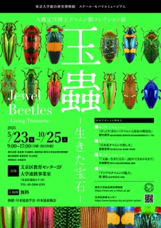 Jewel Beetles - Living Gemstones -