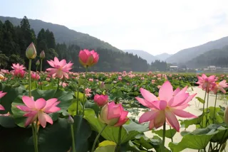 33rd Lotus Festival