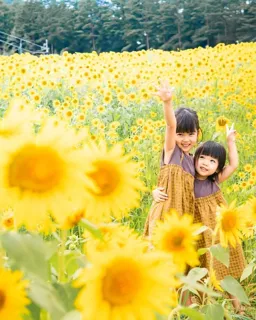 19th Alcopia Sunflower Garden