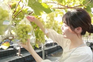 Grape Picking