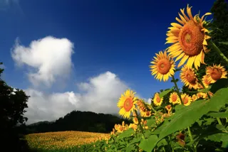 Hiraishi Farm Sunflower Field