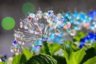 Crystal Glass Hydrangeas