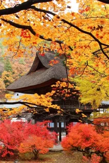 [Autumn Leaves - Best Viewing] Reishoji Temple
