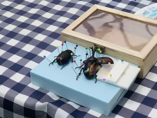 Kabutomushi Insect Specimen Workshop