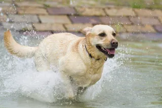 Blumen Hill Dog Pool