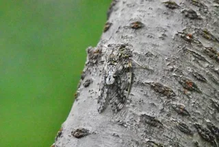 Aim to be a Master Cicada Catcher