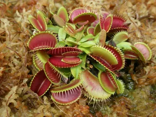 Carnivorous Plant Exhibition