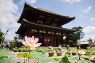 Nara・Nishi-no-kyō Lotus Road