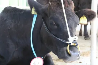 久米島家畜市場　肉用牛セリ市（9月）