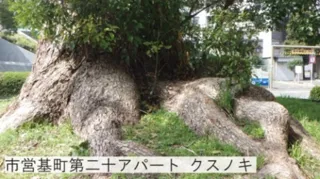職員による植物うんちく語り2025「被爆80年 特別企画展「被爆樹木」 解説」