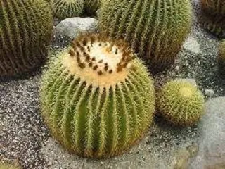 職員による植物うんちく語り2025「サボテン・多肉植物 解説」