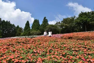 【花・見ごろ】まかいの牧場　サンパチェンス
