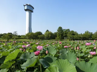 Ancient Lotus Village Lotus Late Blooming and Rice Field Art Period