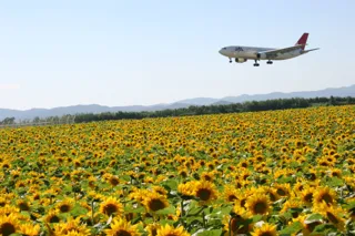 [Flowers・Best Viewing] Sunflowers in front of the Recycling Center next to the Airport