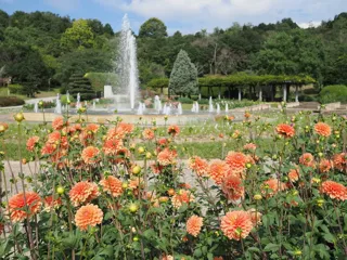 ダリア展