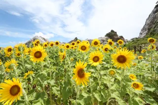 [Flower Blooming Season] Shirasaki Marine Park Sunflower Bed