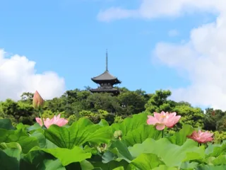 Sankeien Early Morning Lotus Viewing