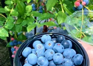 AWA Blueberry Farm Blueberry Picking