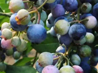 Ochiai Blueberry Farm Blueberry Picking