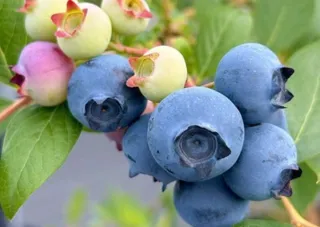 Nakagawa BLUEBERRY Miki Farm Blueberry Picking
