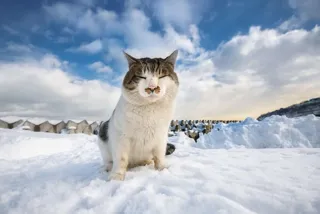 土肥美帆写真展「北に生きる猫－みんなケンジを好きになる－」
