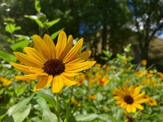 [Flower Viewing] Shinjuku Central Park Sunflowers