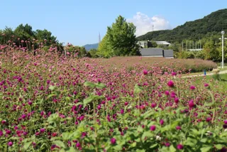 淡路島国営明石海峡公園　センニチコウのつみとり体験
