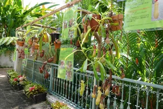 フラワーパークかごしま 食虫植物展