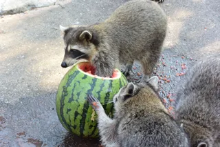 長崎バイオパーク　アライグマのスイカタイム　＜中止となりました＞