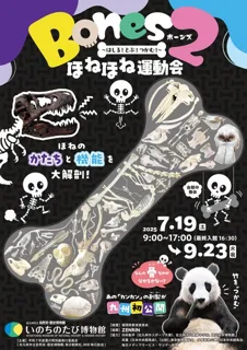 夏の特別展「Bones２　ほねほね運動会　～はしる！とぶ！つかむ！～」
