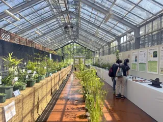 秋の薬用植物とハーブ展