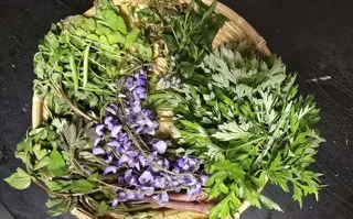 Nara Satoyama SUMMER Campaign 2025! From today, everyone is a Japanese herb scientist! Foraging and cooking with Japanese herbs♪