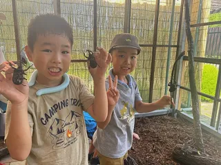 Beetle Land